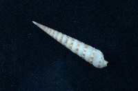藏品(蒼白筍螺 )的圖片